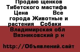 Продаю щенков Тибетского мастифа › Цена ­ 45 000 - Все города Животные и растения » Собаки   . Владимирская обл.,Вязниковский р-н